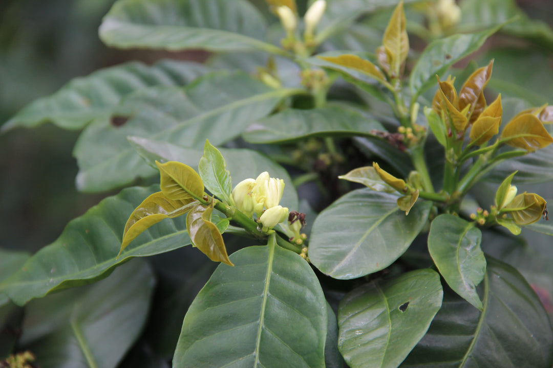 Brazil Mogiana Gold, ethiopian coffee beans