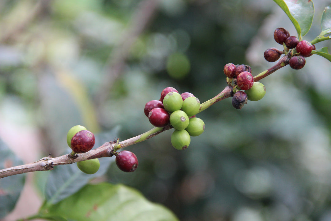 Ethiopia Gargari Gutity Natural, online coffee purchase