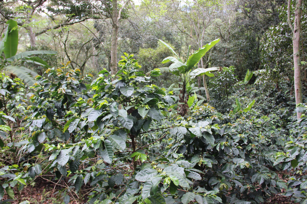 Burundi Teka Hill, onine coffee subscription