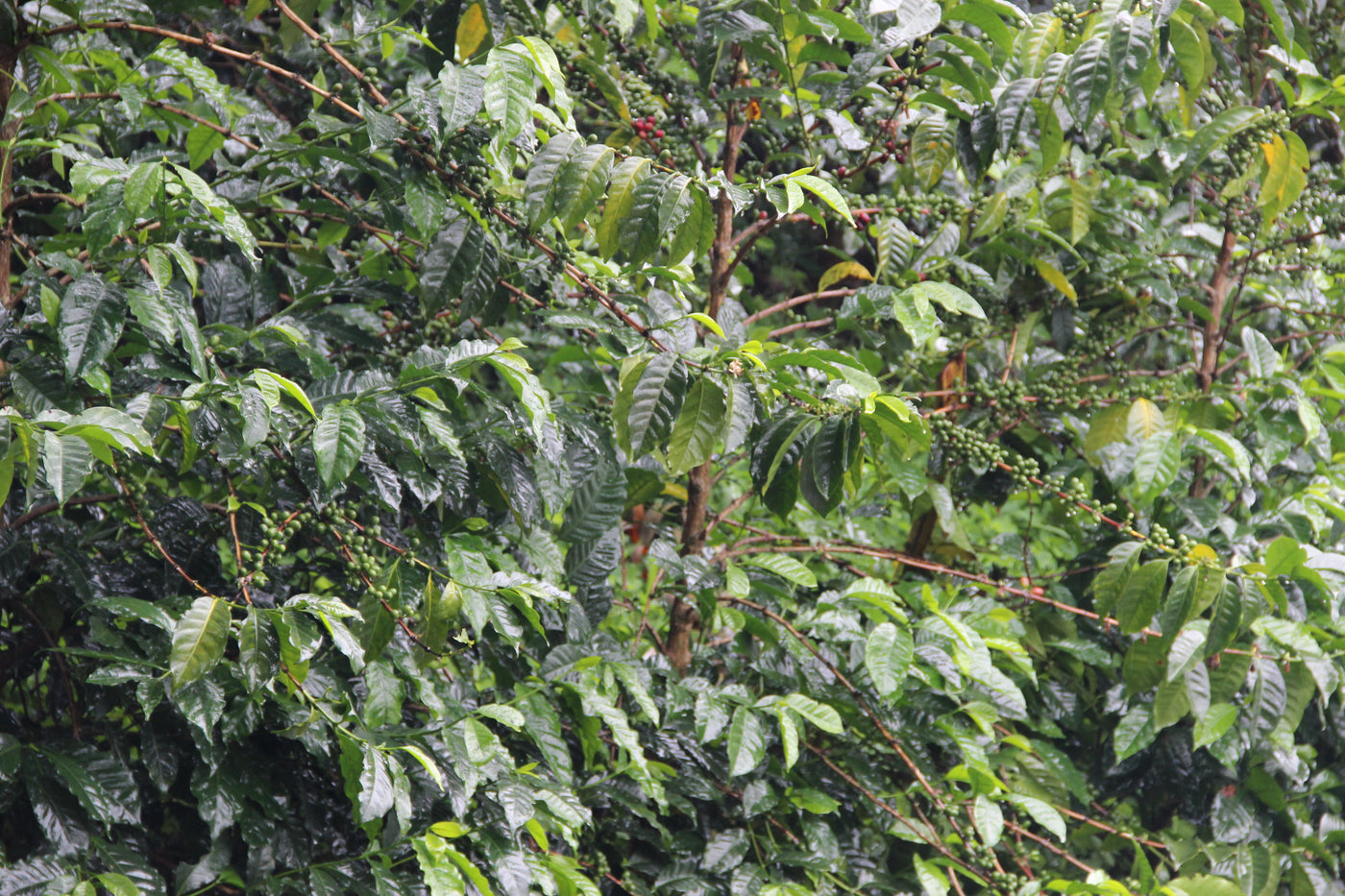 Burundi Kayanza