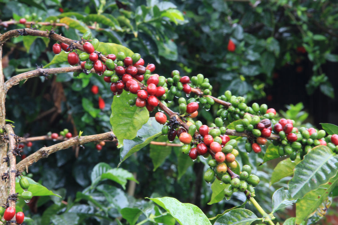 Ecuador El Sauce