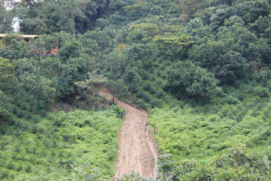 Colombia Decaf La Muralla