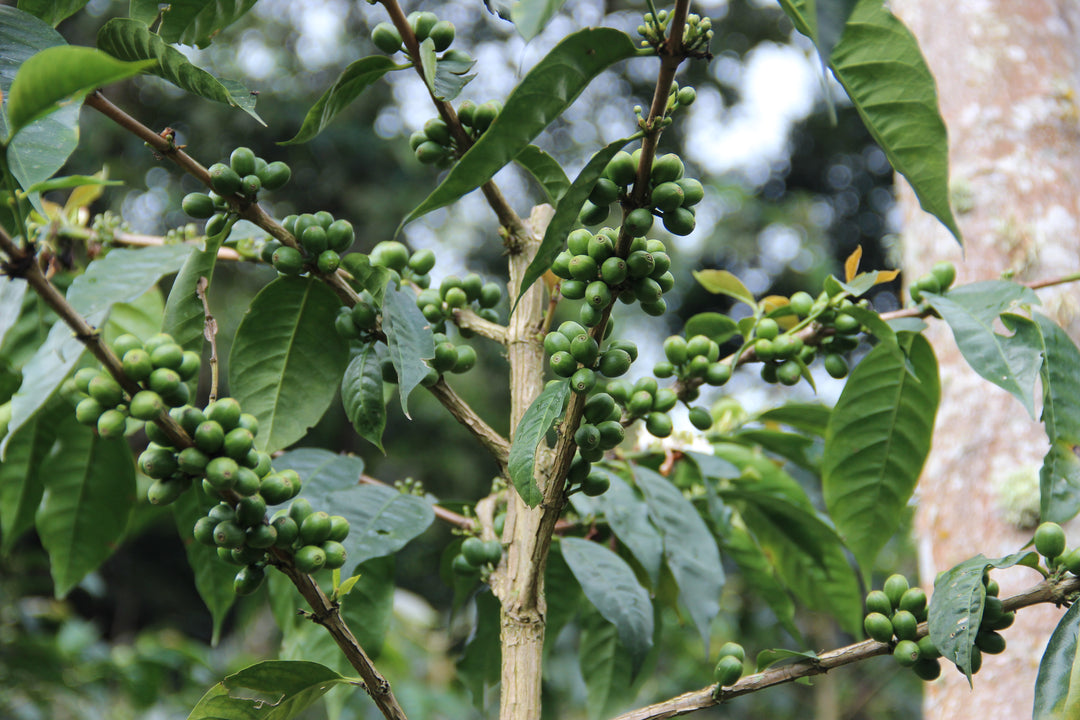 Ethiopia Hamasho Natural