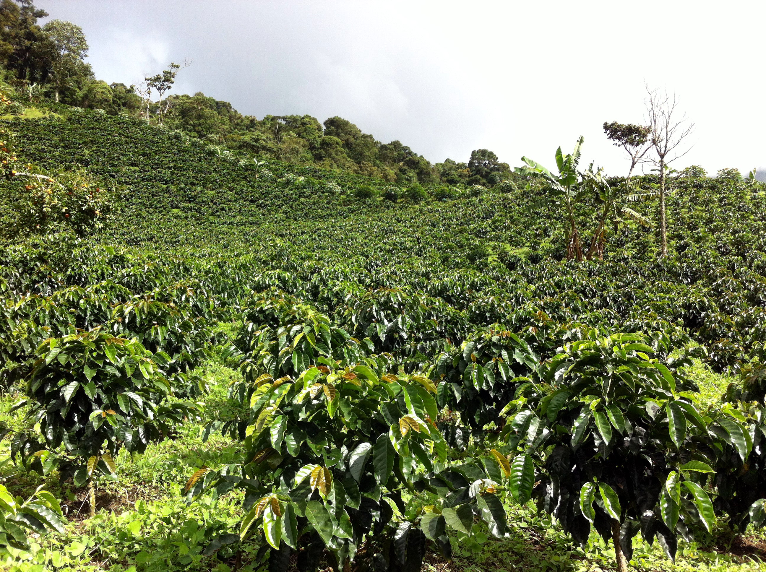 Georgio's Coffee Roasters